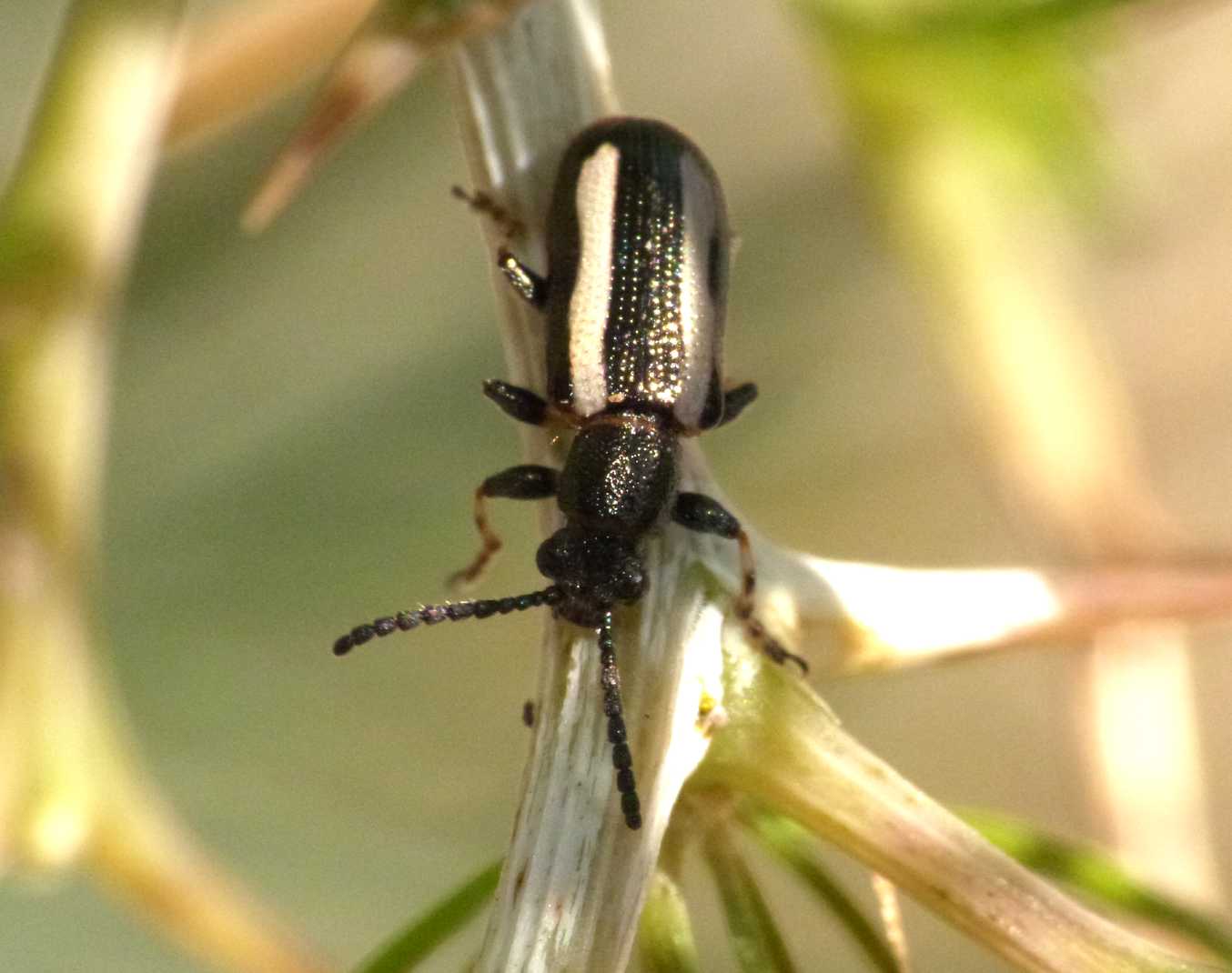 Crioceris paracenthesis e C. macilenta sulla stessa pianta
